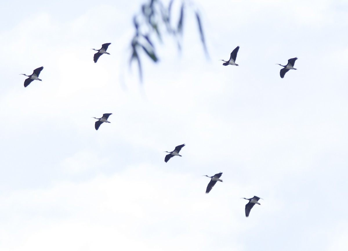 Straw-necked Ibis - Yvonne van Netten