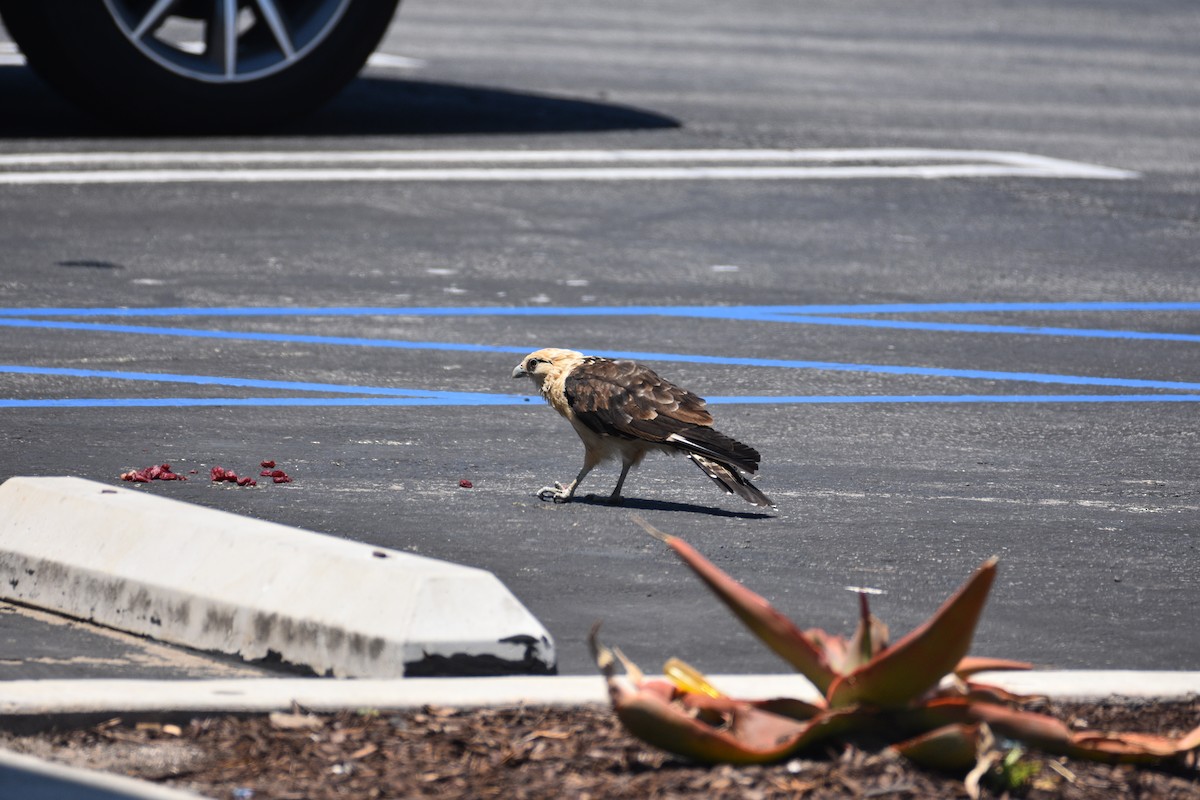 Yellow-headed Caracara - ML620436059