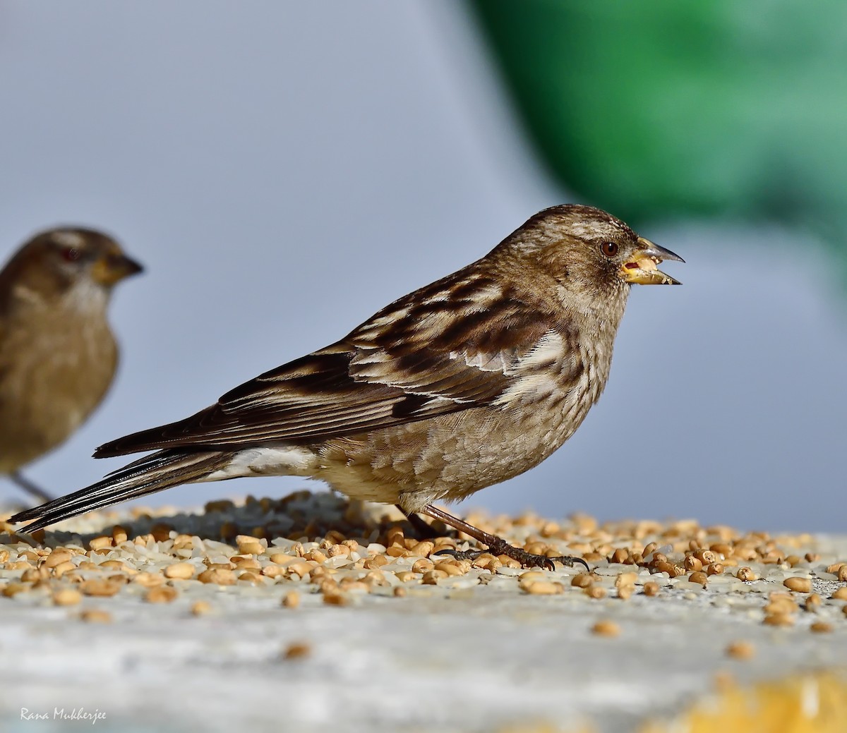 Plain Mountain Finch - ML620436060