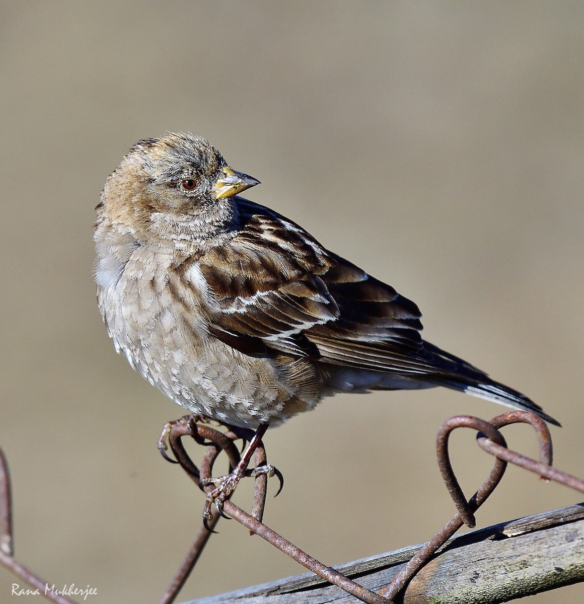 Plain Mountain Finch - ML620436061