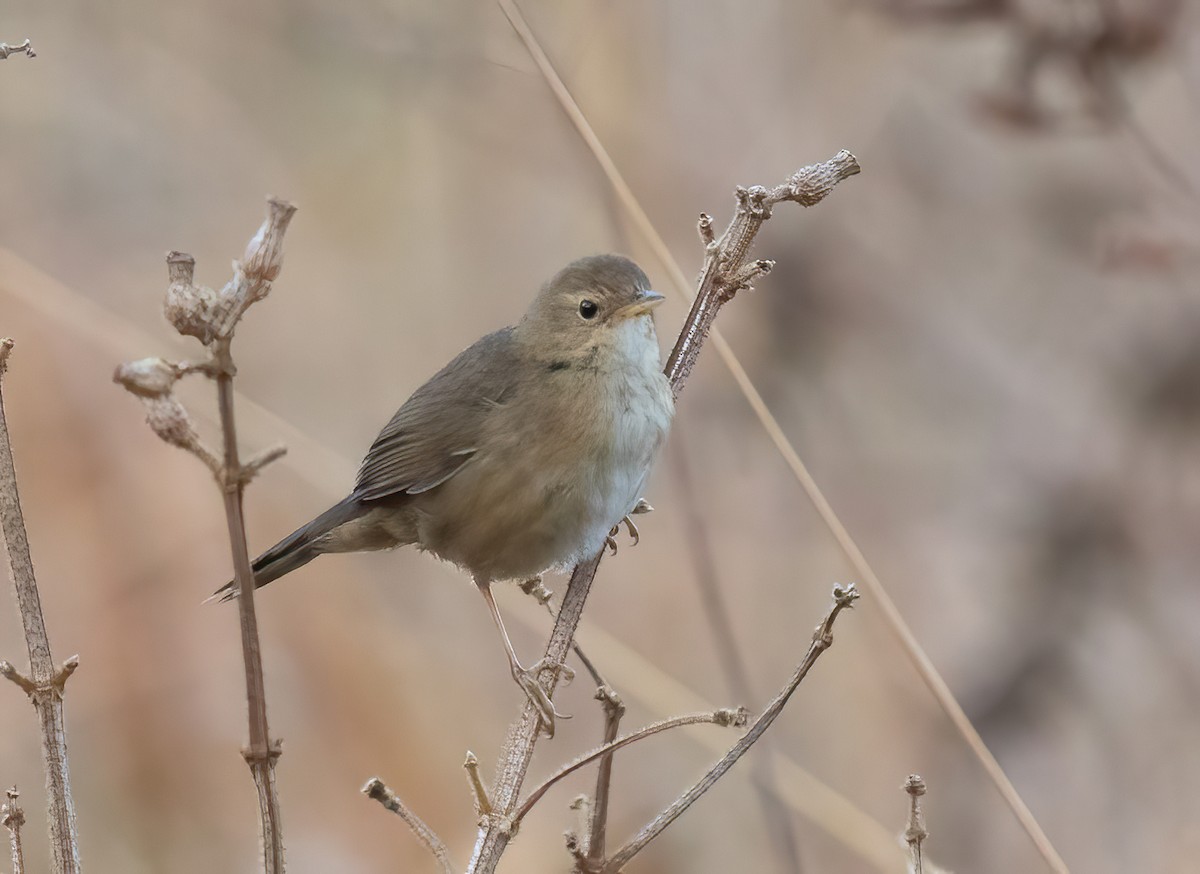 Brown Bush Warbler - Sathyan Meppayur