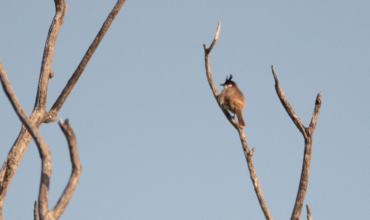 Red-whiskered Bulbul - ML620436069