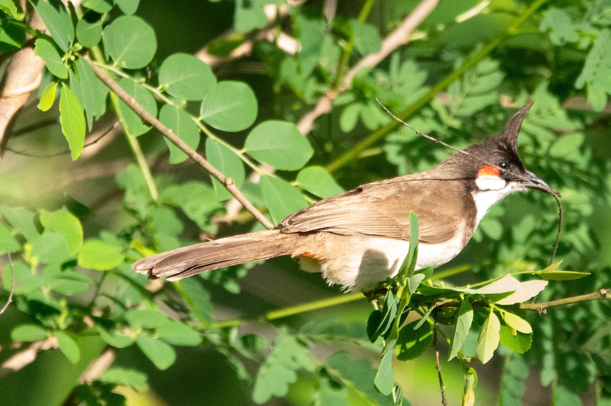 Red-whiskered Bulbul - ML620436070