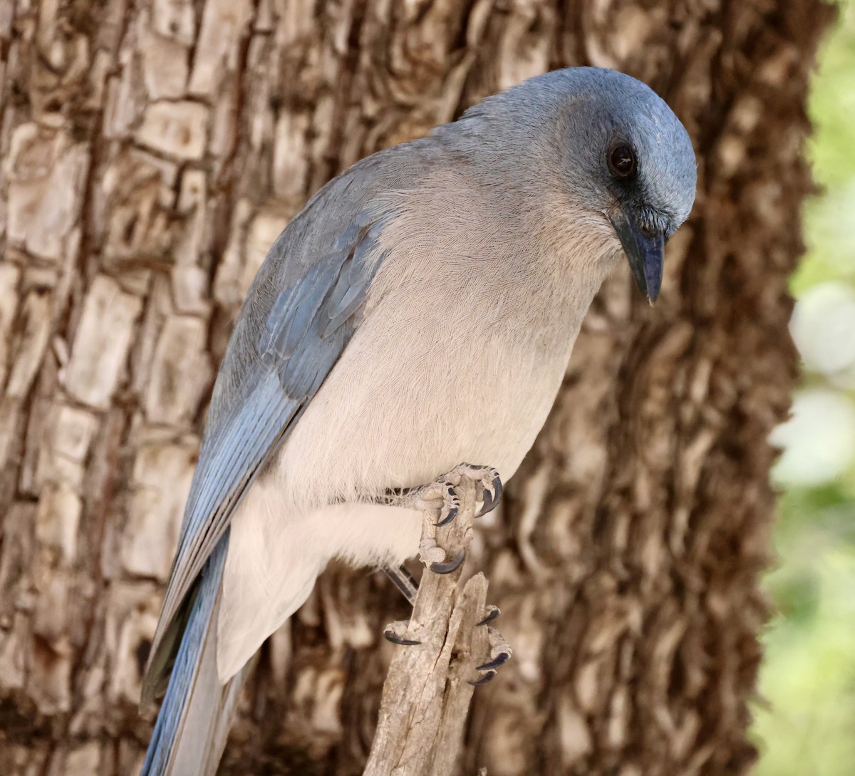 Mexican Jay - ML620436076