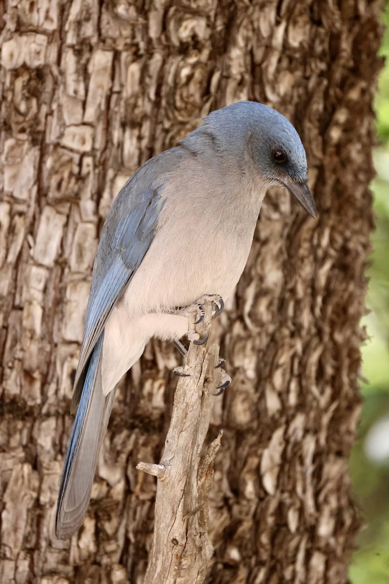 Mexican Jay - ML620436077