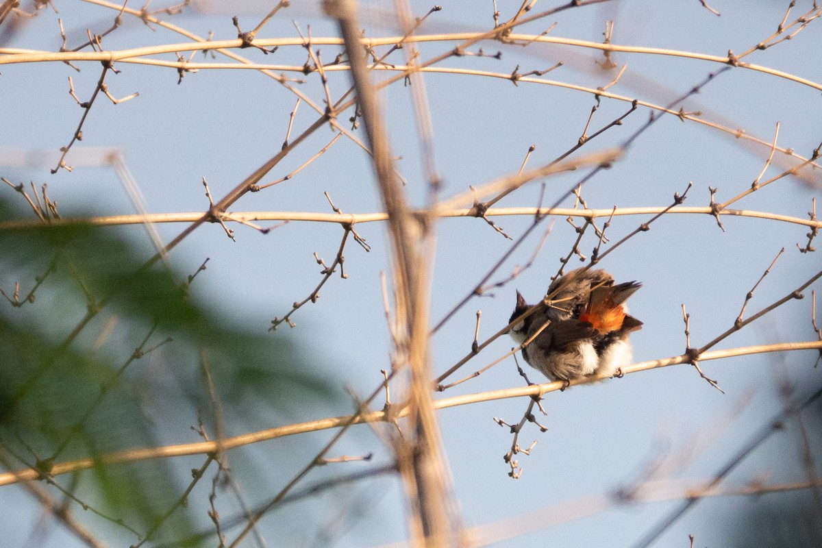 Red-whiskered Bulbul - ML620436078