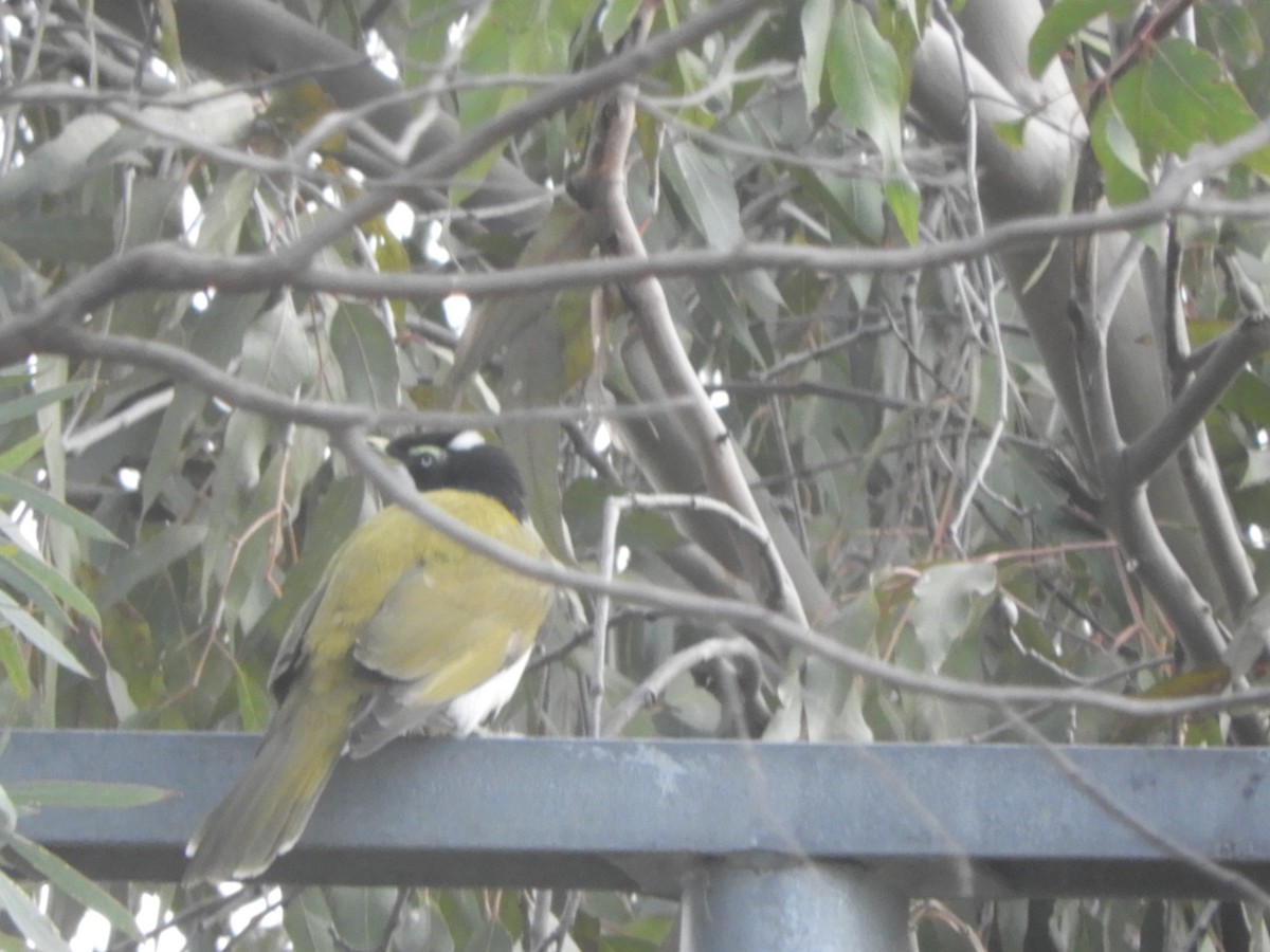 Blue-faced Honeyeater - ML620436081