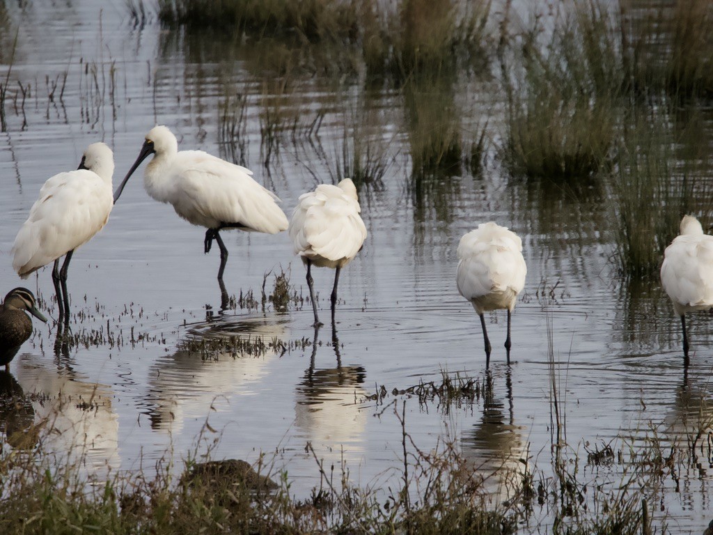 Royal Spoonbill - ML620436082