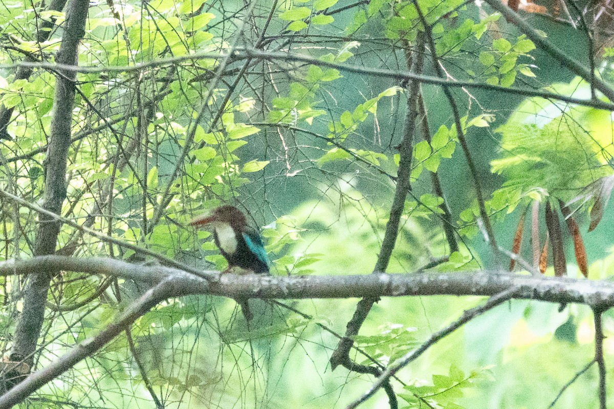 White-throated Kingfisher - ML620436083