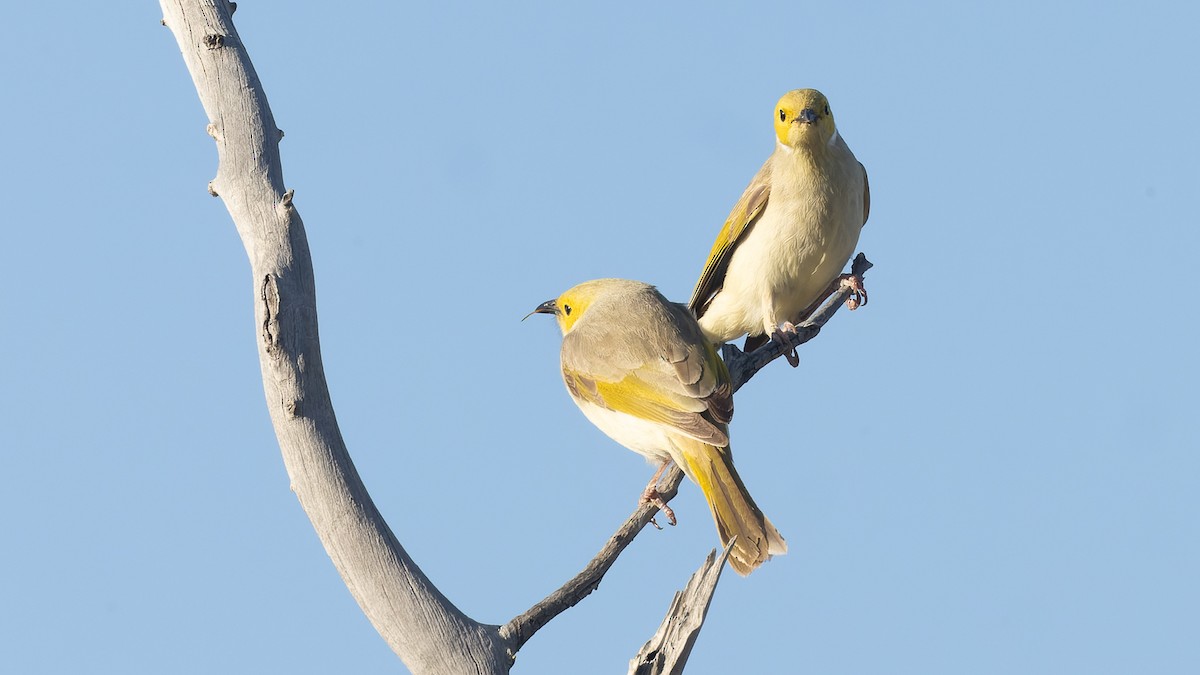 White-plumed Honeyeater - ML620436084