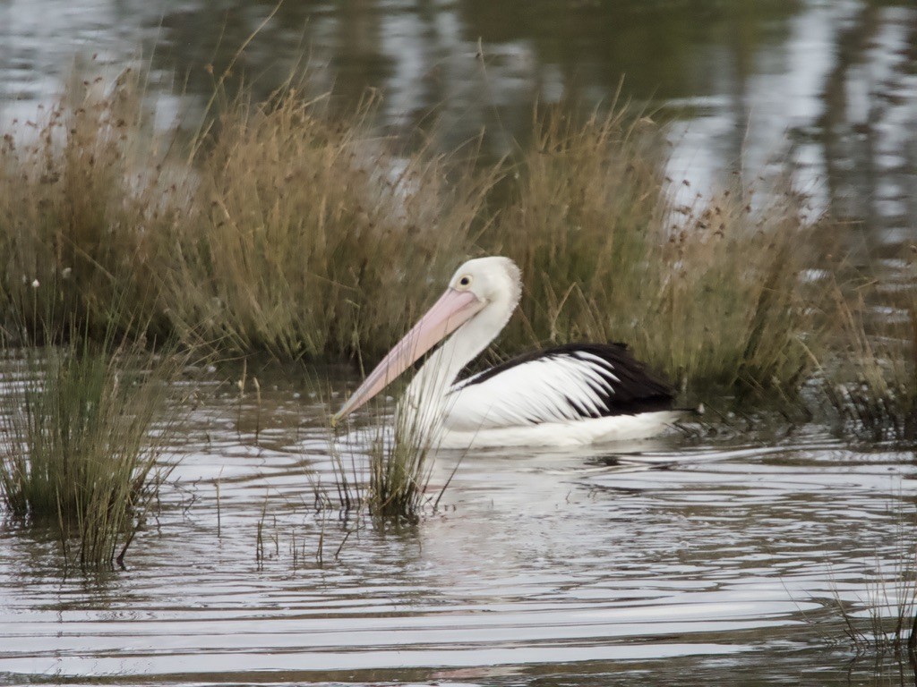 Australian Pelican - ML620436086