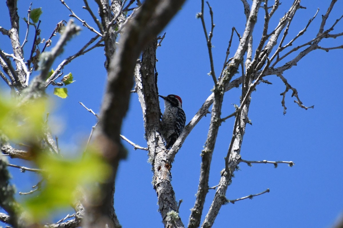 Nuttall's Woodpecker - ML620436090