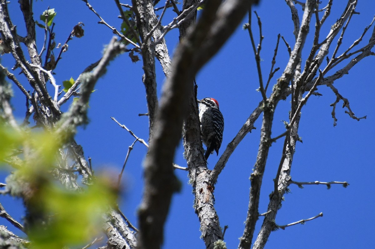 Nuttall's Woodpecker - ML620436091