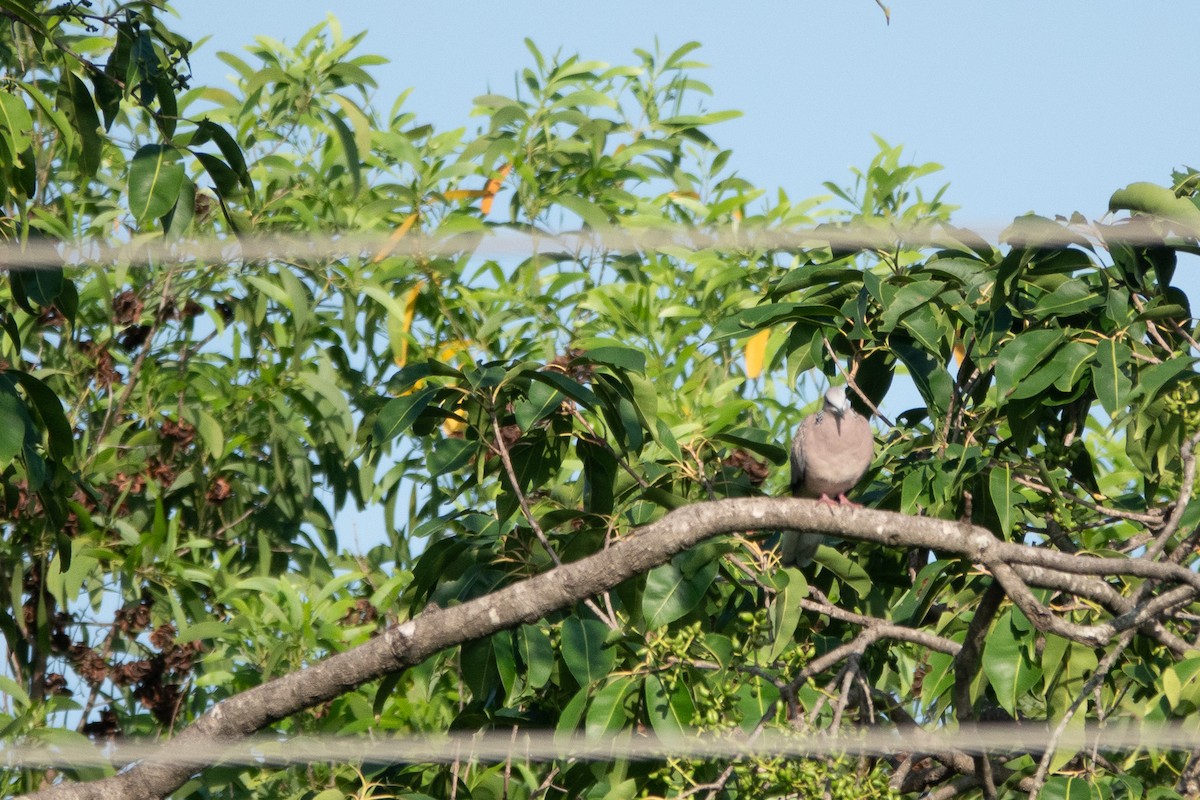 Spotted Dove - ML620436092