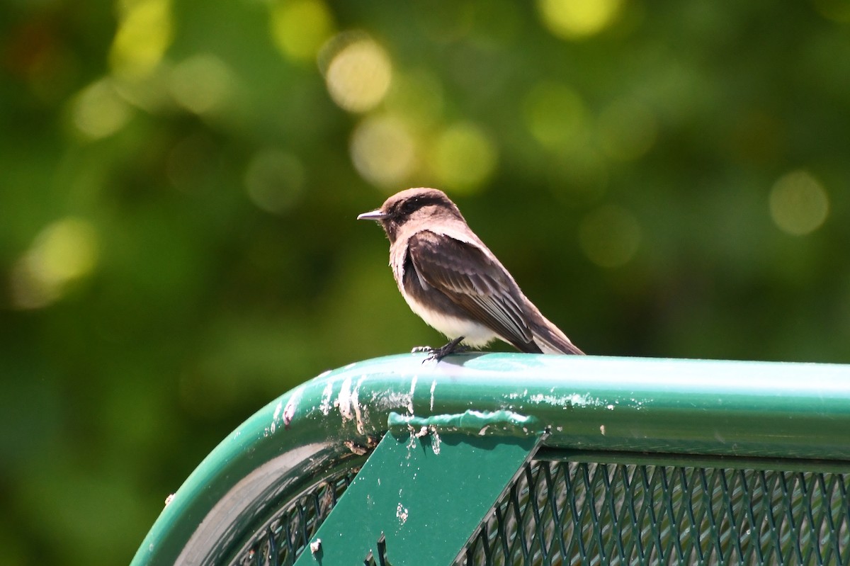 Black Phoebe - ML620436097