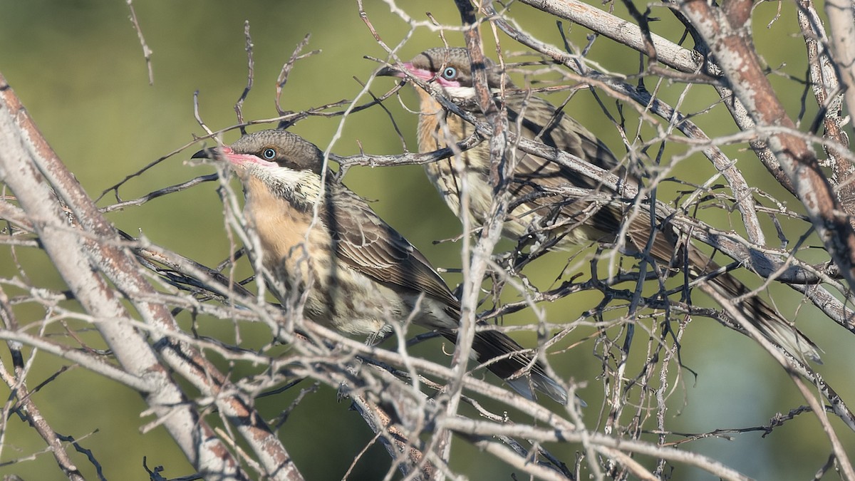 Spiny-cheeked Honeyeater - ML620436098