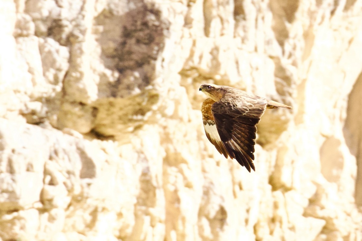 Common Buzzard (Steppe) - ML620436109