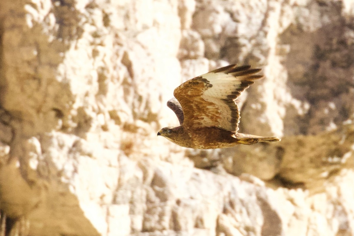 Common Buzzard (Steppe) - ML620436110