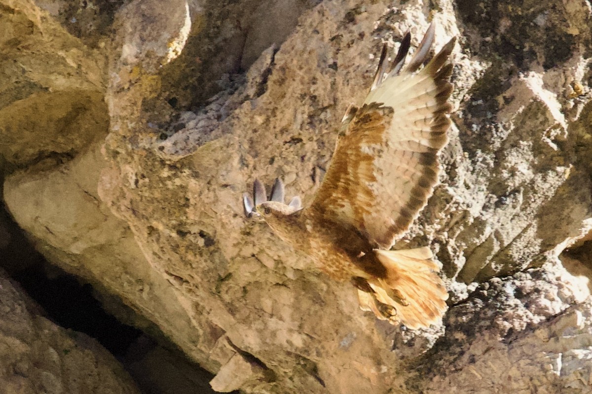 Long-legged Buzzard - ML620436112