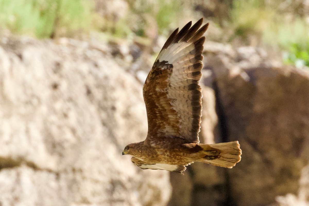 Common Buzzard (Steppe) - ML620436113