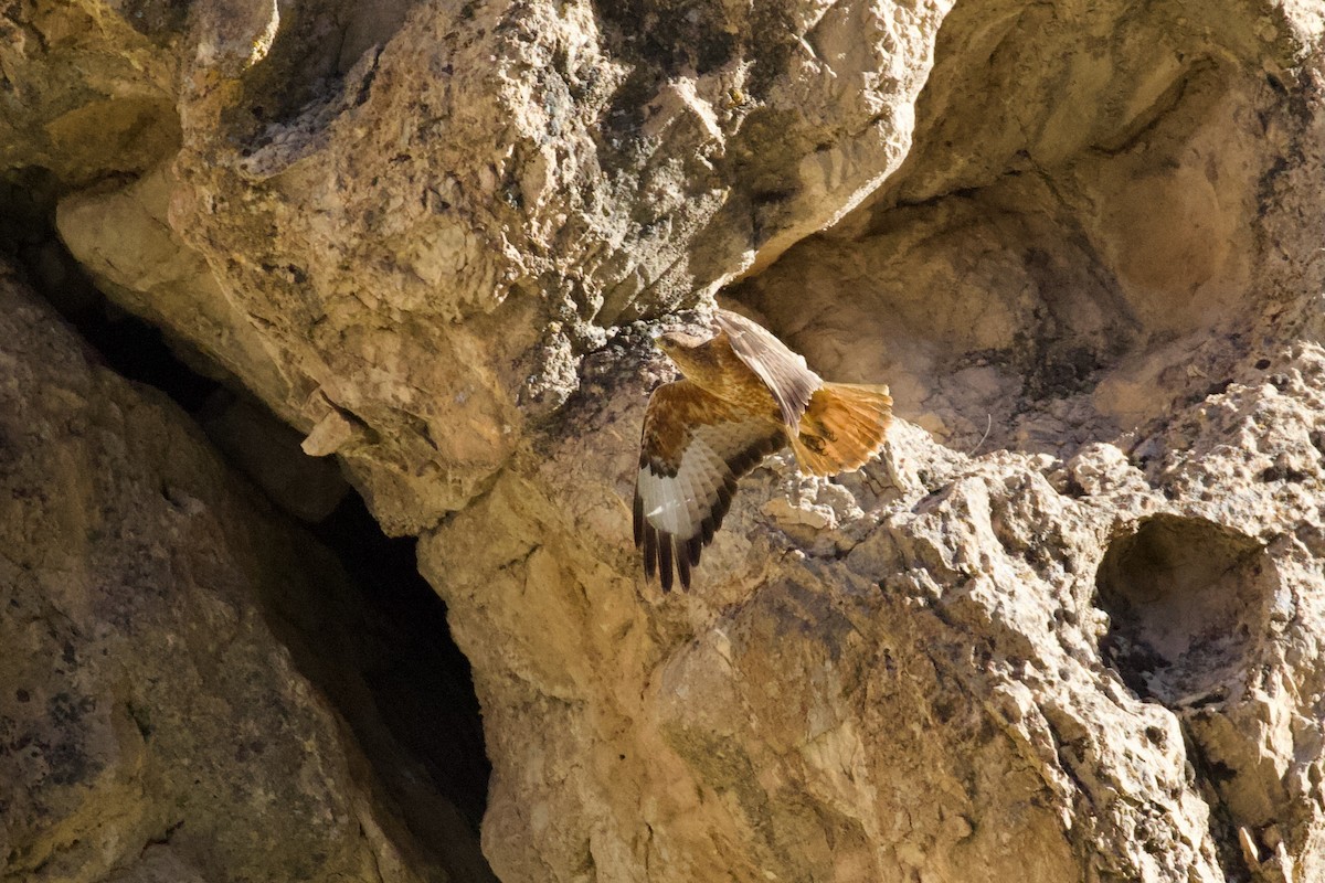 Long-legged Buzzard - ML620436115