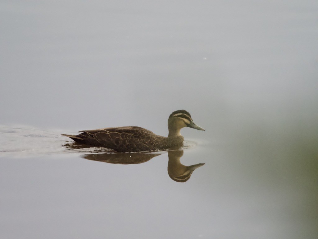 Pacific Black Duck - ML620436116