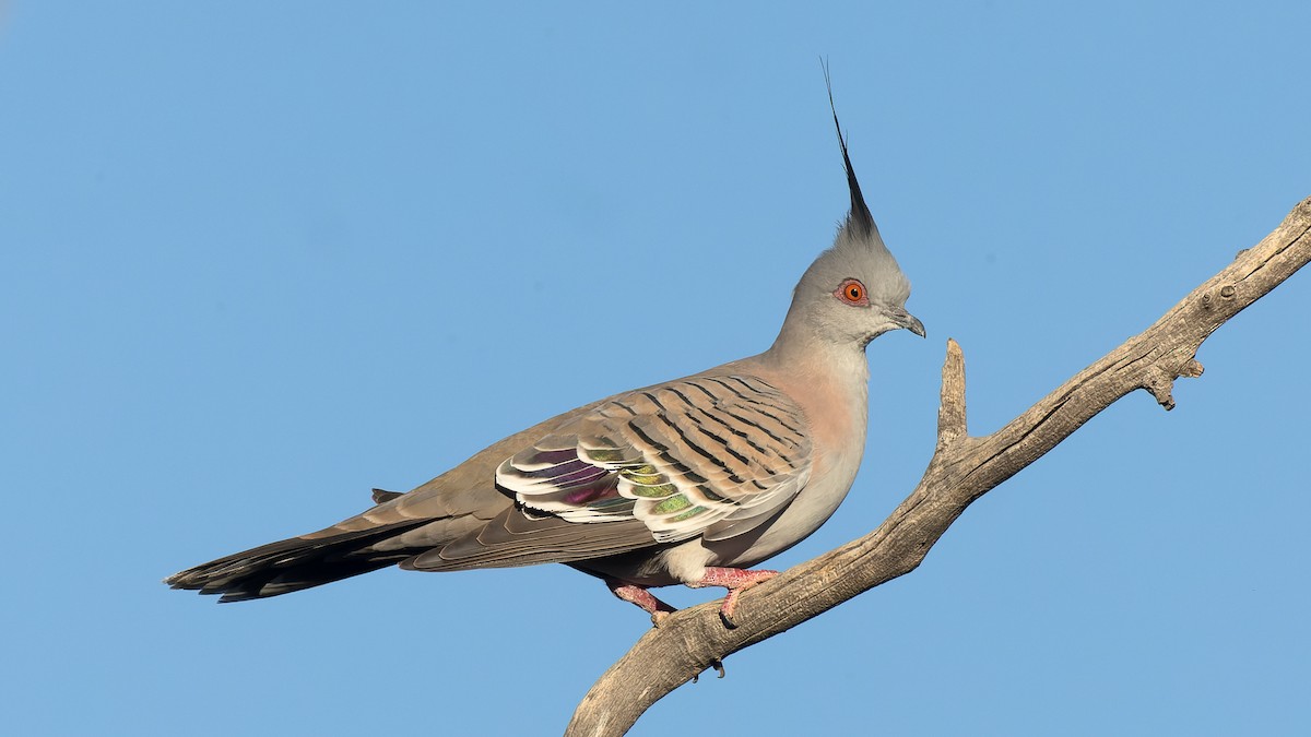 Crested Pigeon - ML620436119