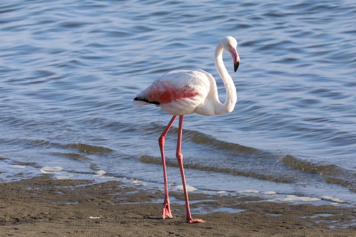 Greater Flamingo - ML620436120