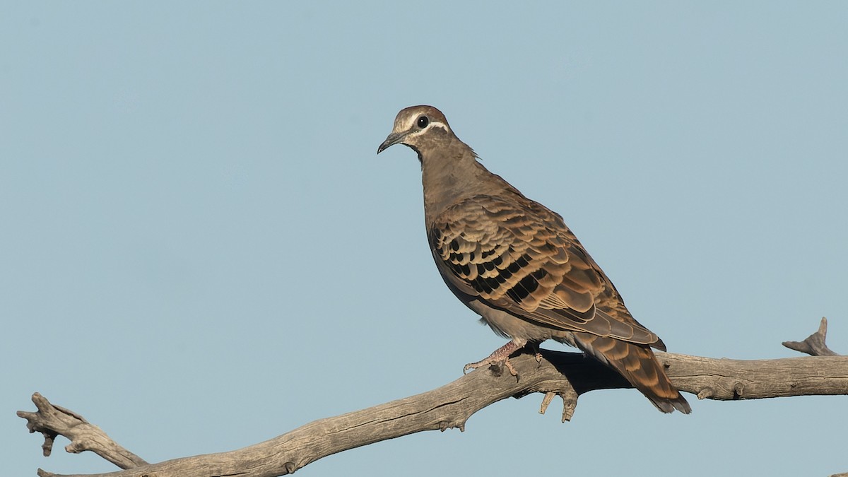 Common Bronzewing - David Newell