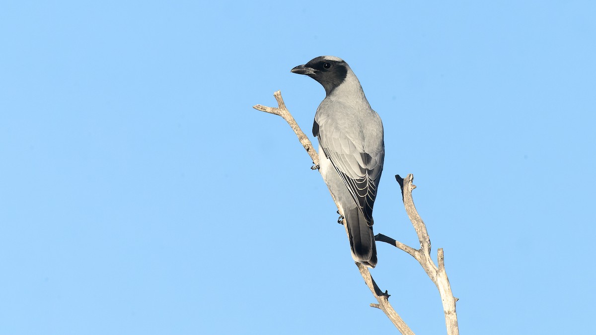 Black-faced Cuckooshrike - ML620436124