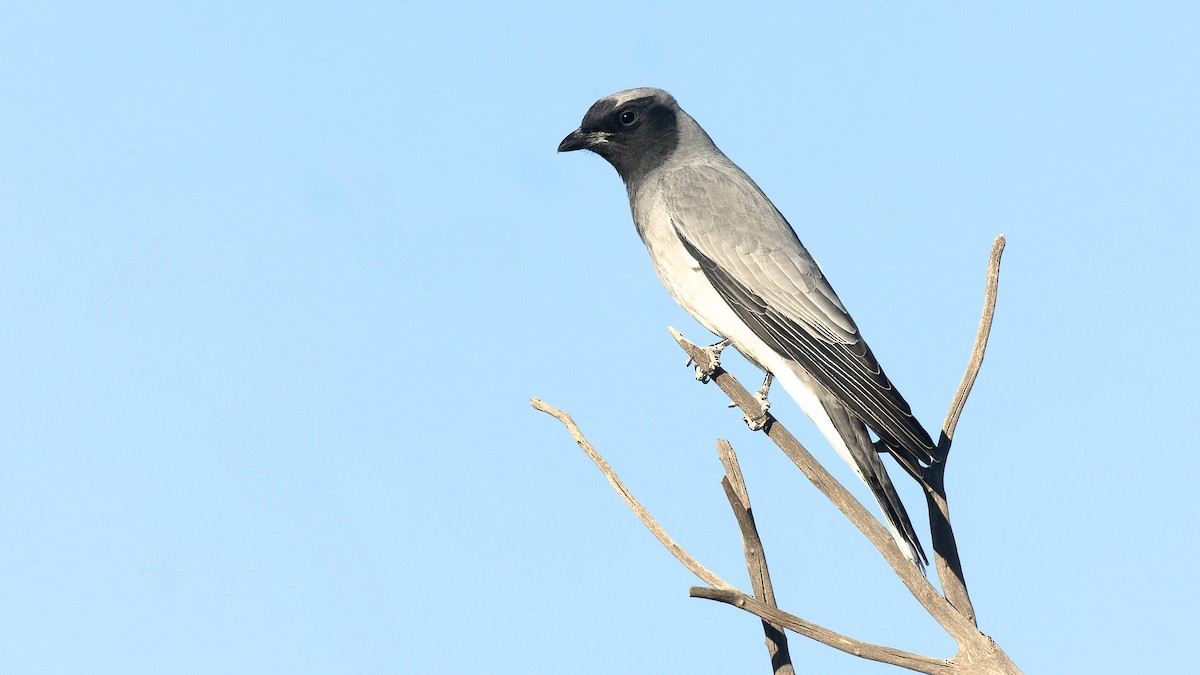 Black-faced Cuckooshrike - ML620436126