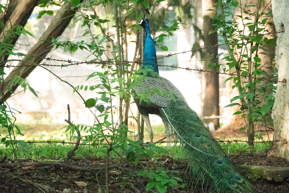 Indian Peafowl - ML620436130