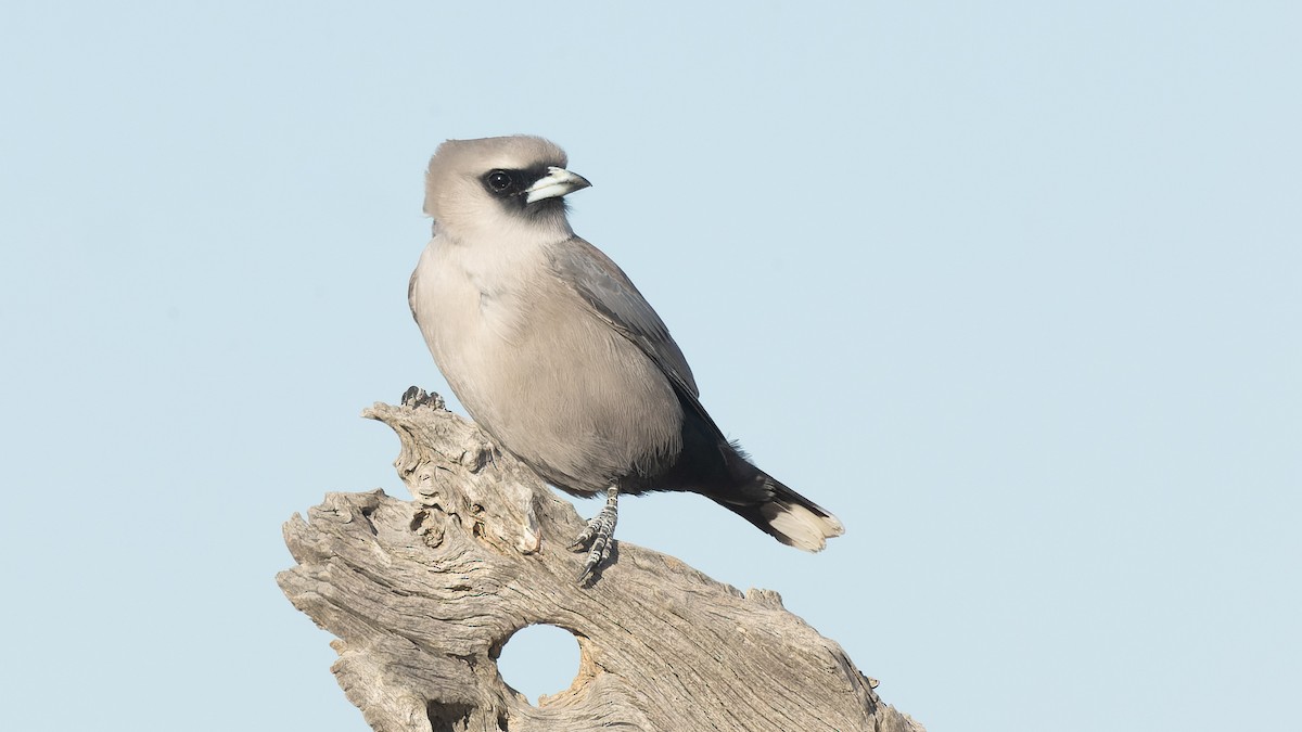 Black-faced Woodswallow - ML620436132