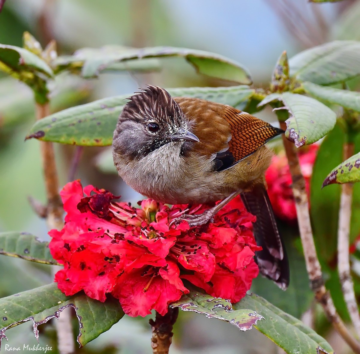 Hoary-throated Barwing - ML620436133