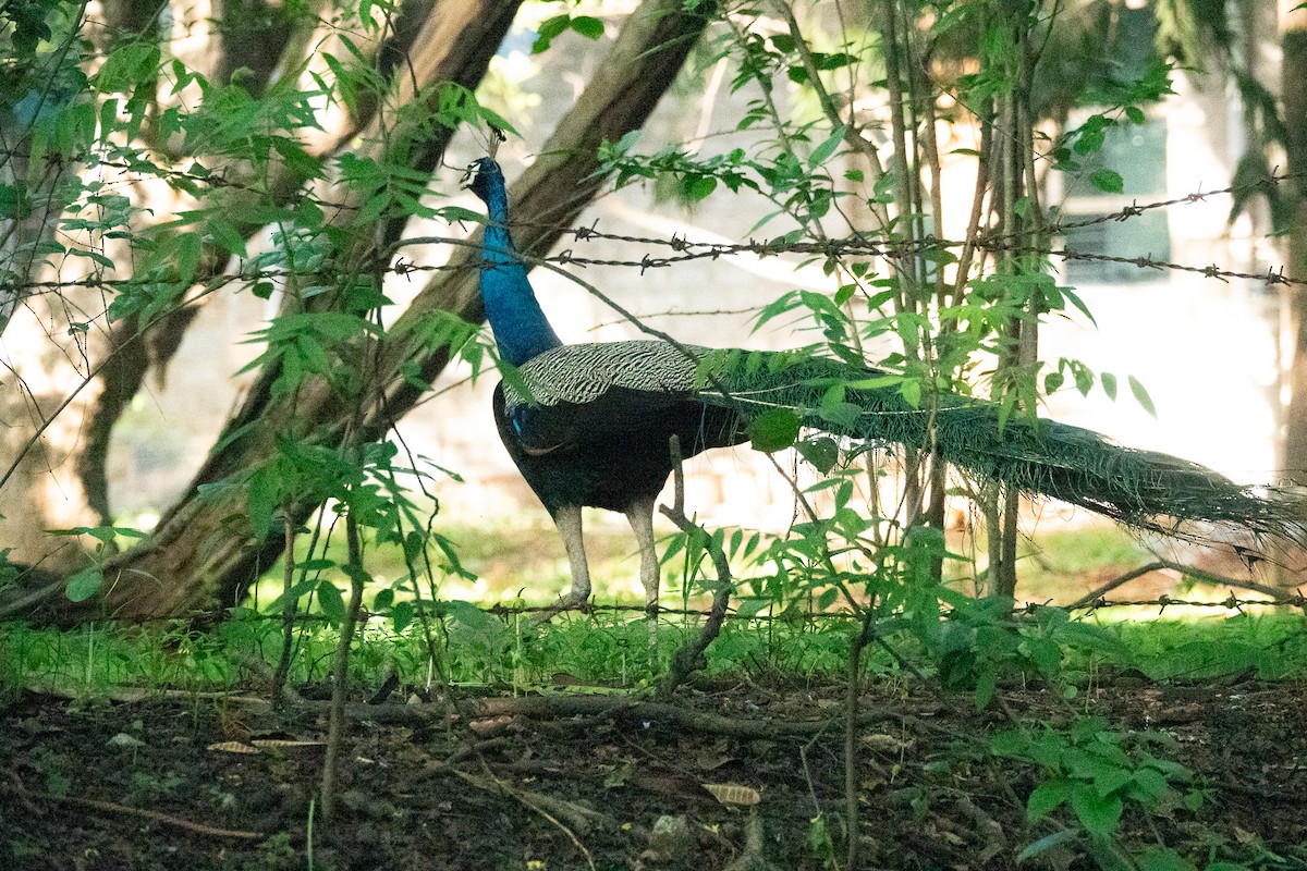 Indian Peafowl - ML620436140