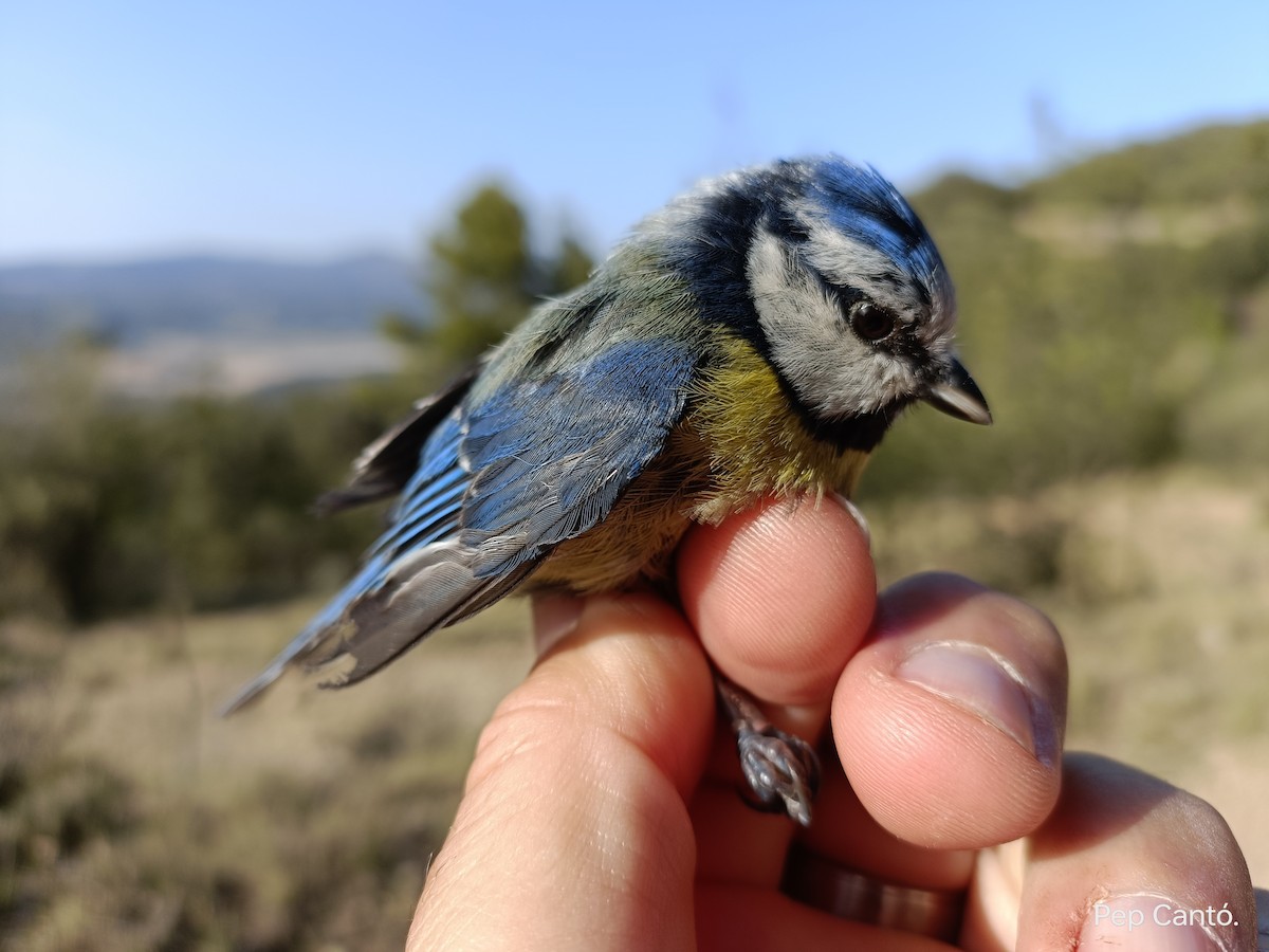 Eurasian Blue Tit - ML620436144