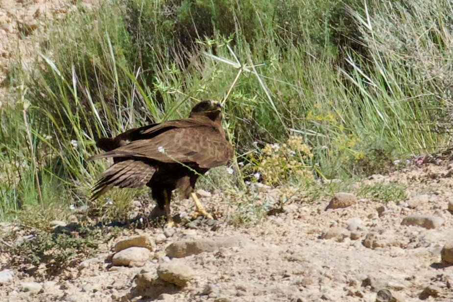 Long-legged Buzzard - ML620436146