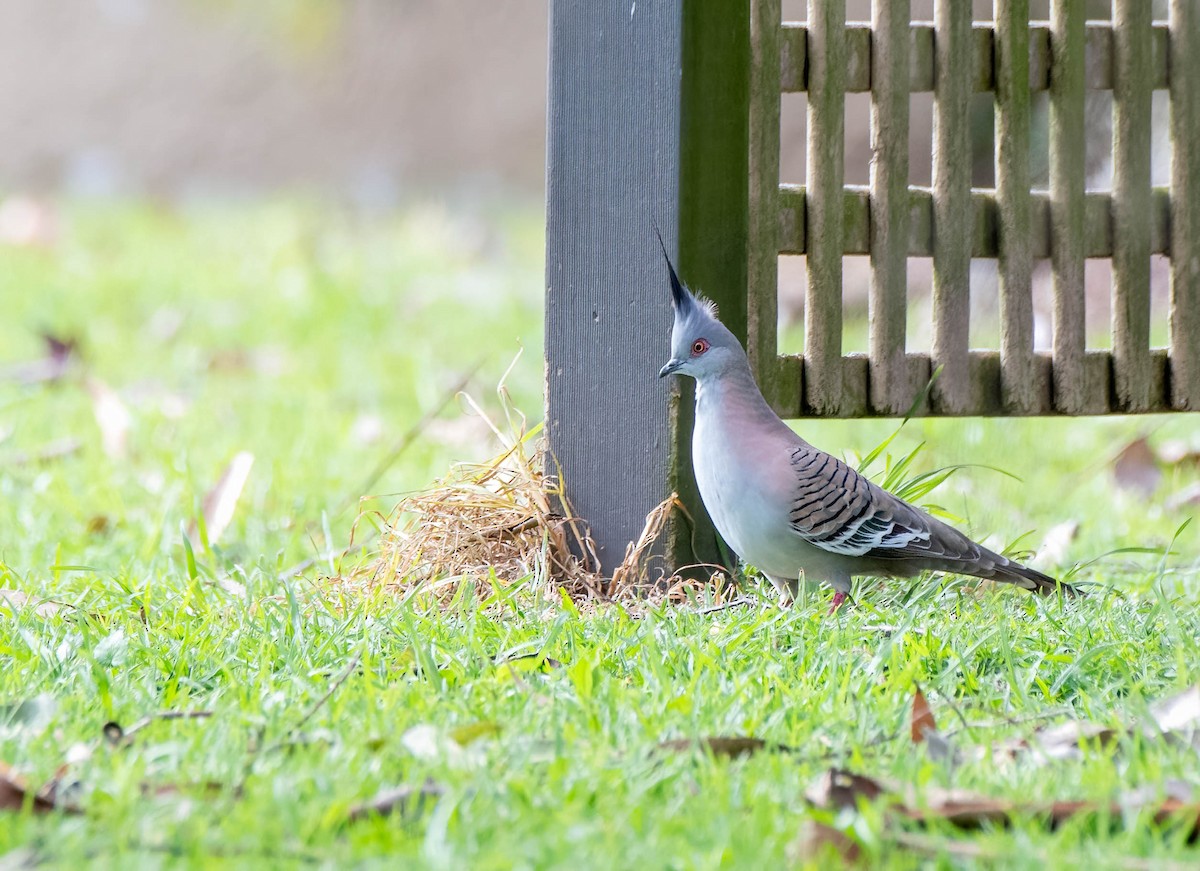 Crested Pigeon - ML620436164