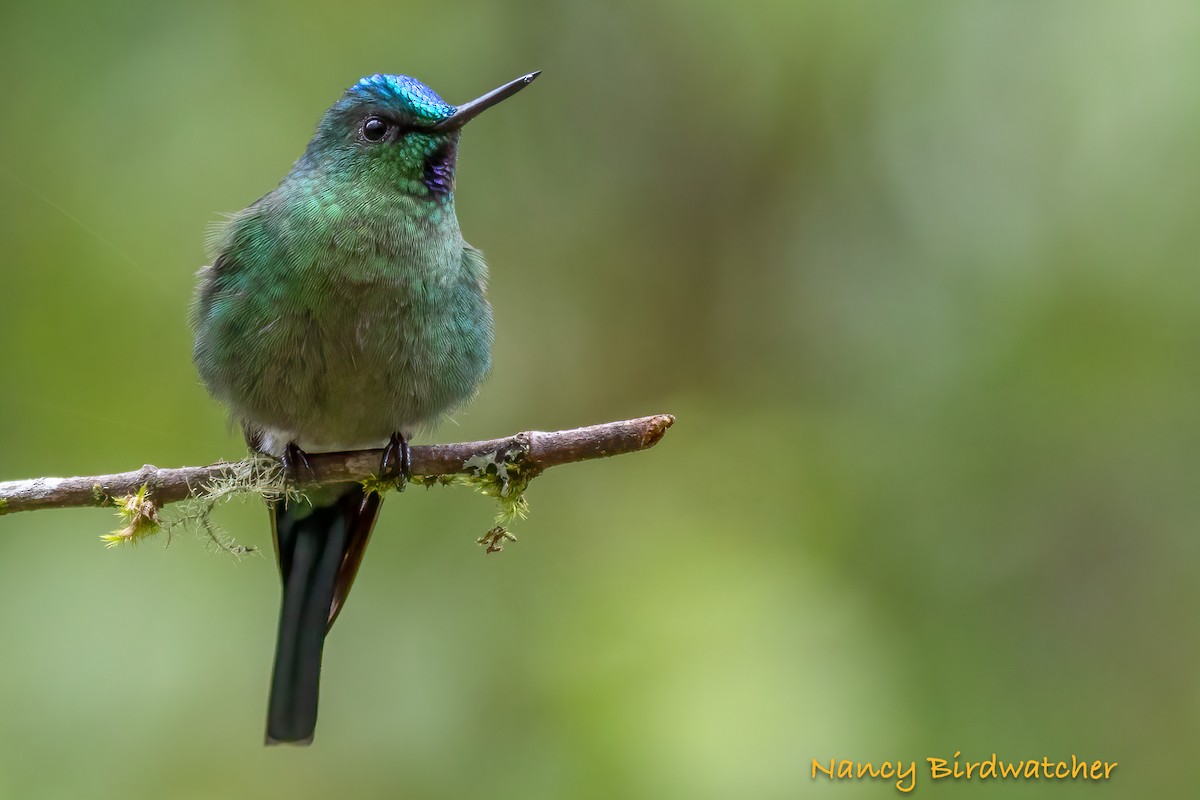 Long-tailed Sylph - ML620436169