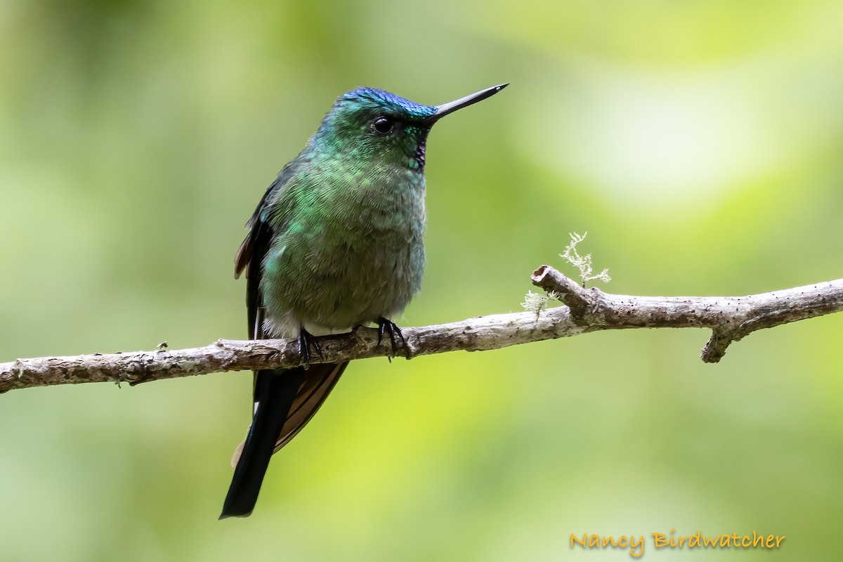 Long-tailed Sylph - ML620436170