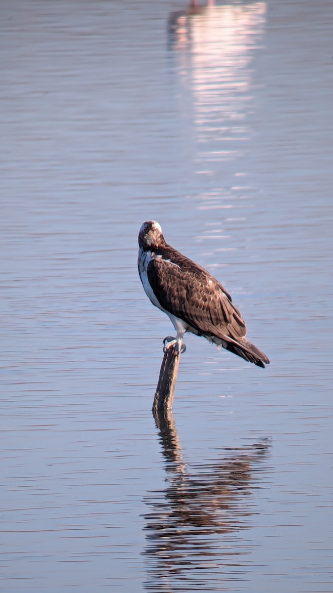 Águila Pescadora - ML620436172