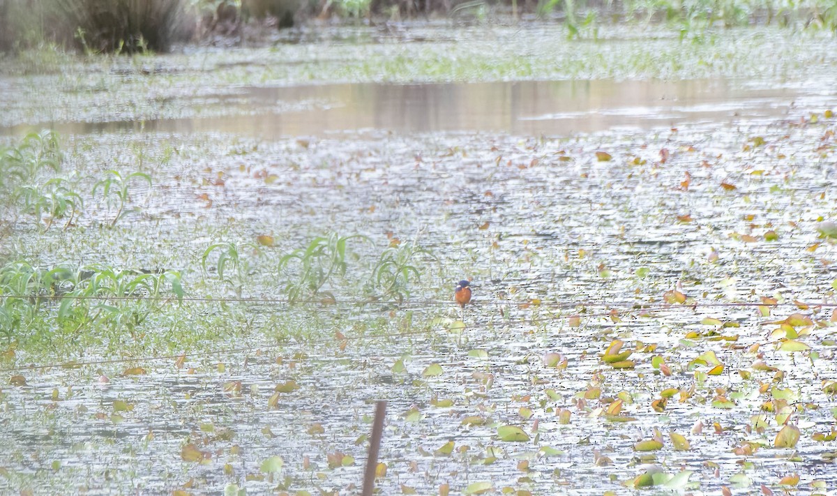 Martin-pêcheur à dos bleu - ML620436175