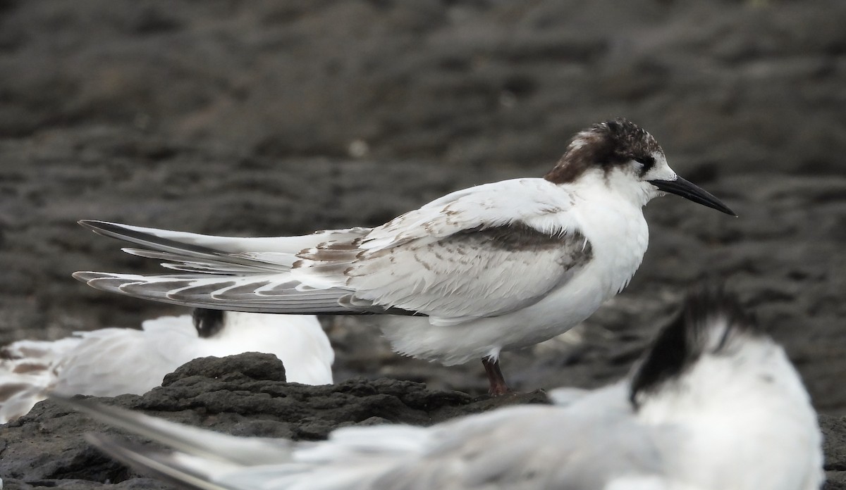 White-fronted Tern - ML620436176