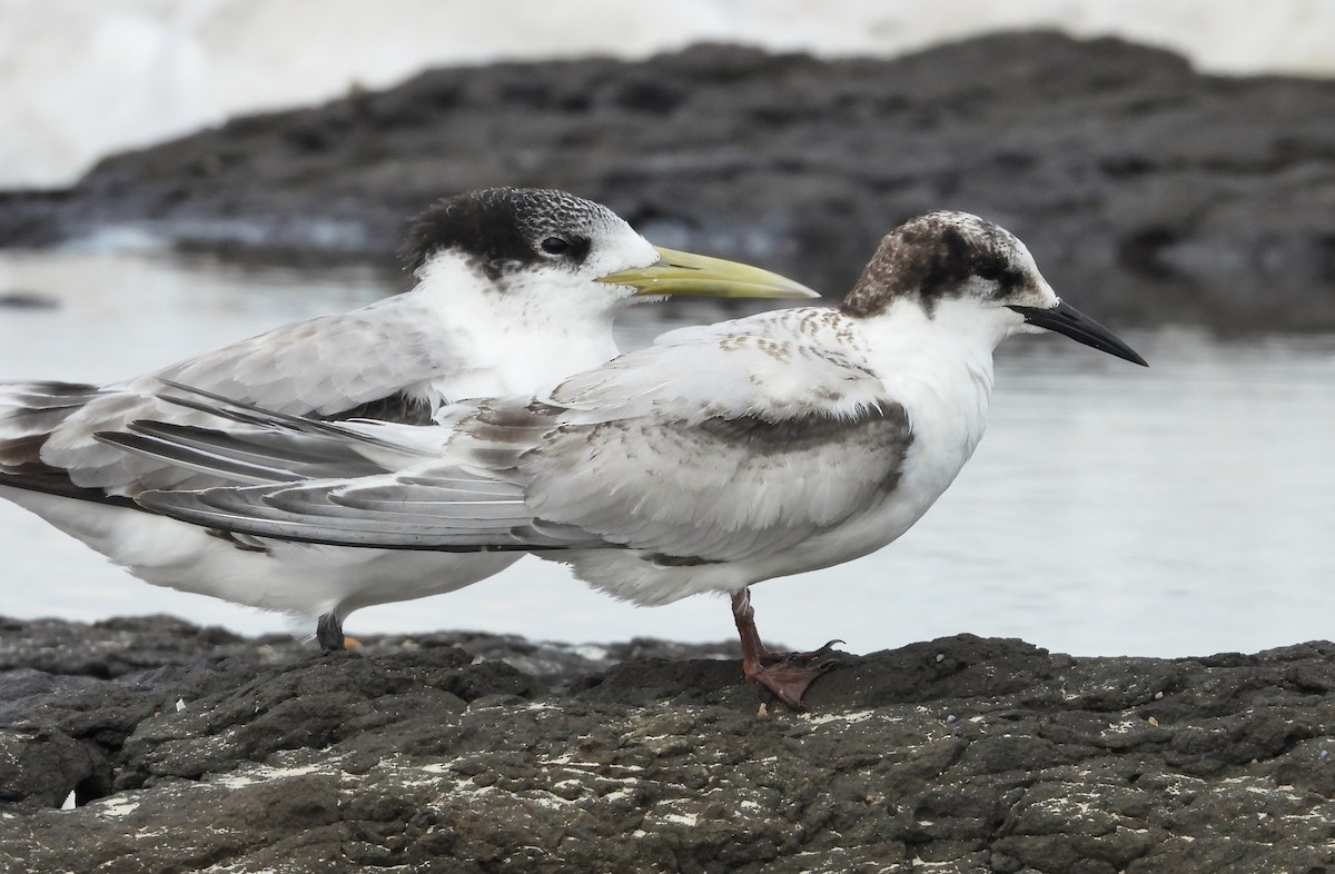 White-fronted Tern - ML620436177