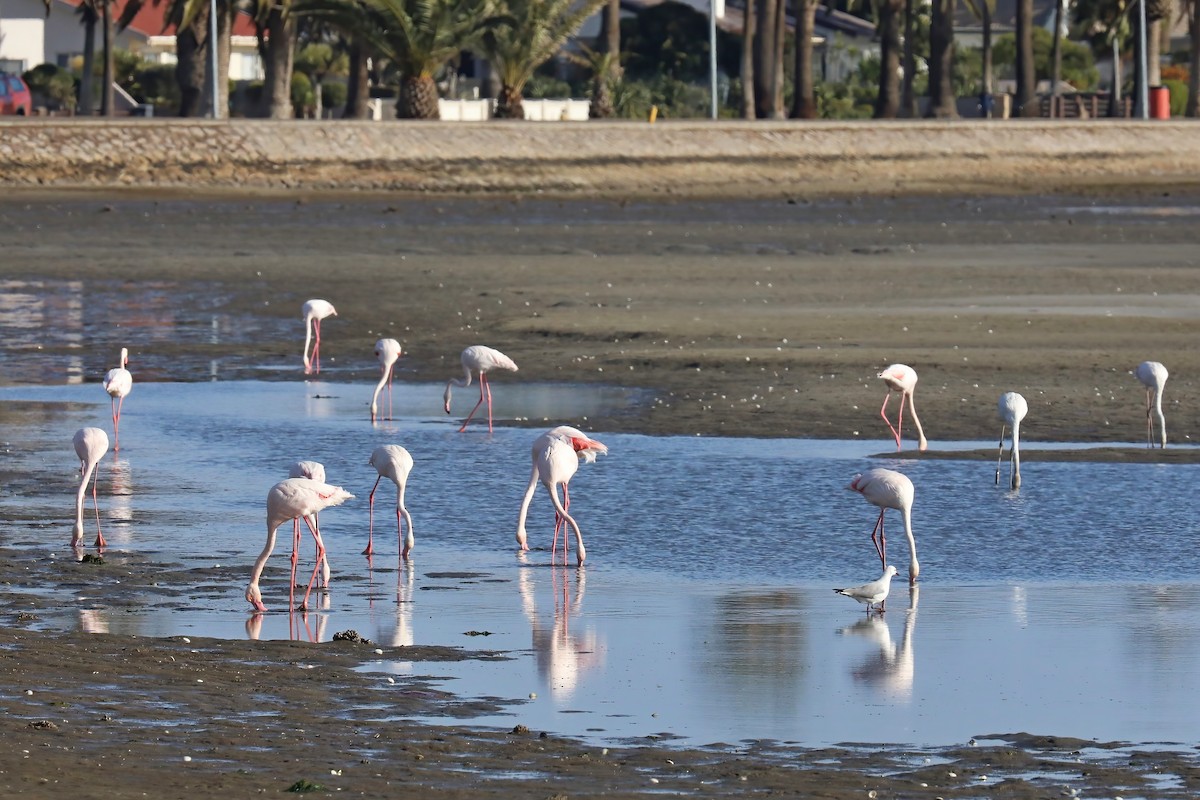 Greater Flamingo - ML620436178