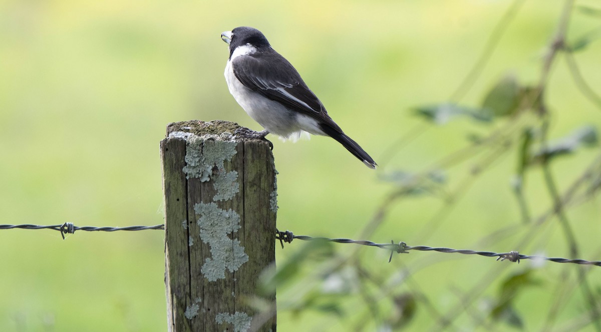 Gray Butcherbird - ML620436180