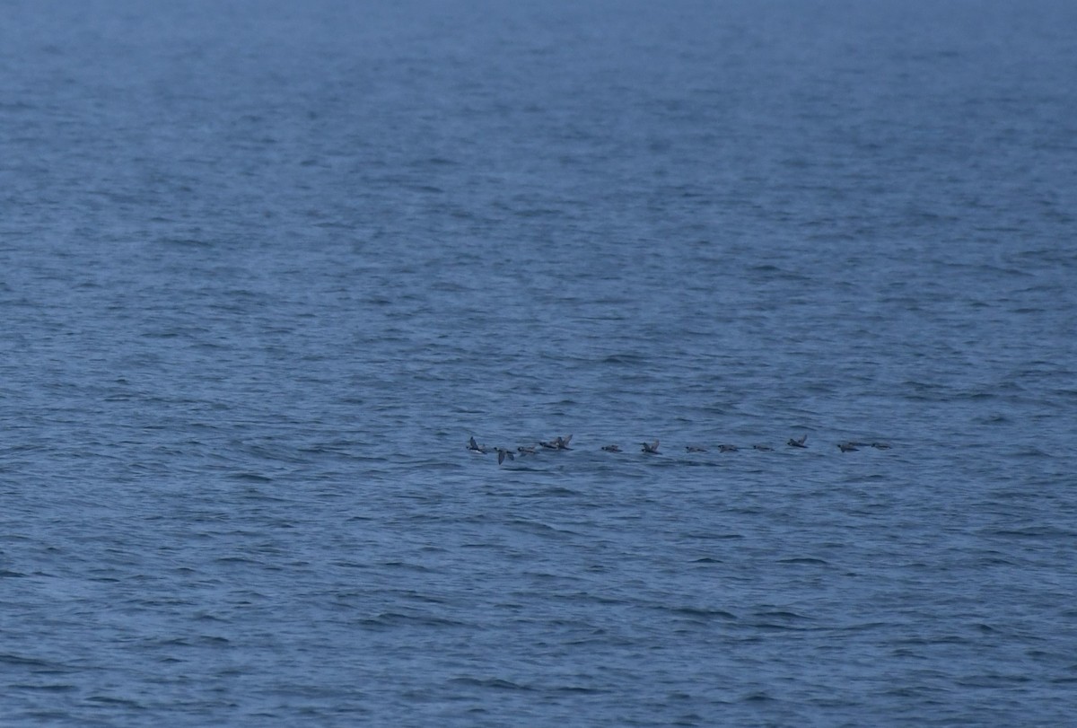 Guillemot à cou blanc - ML620436181