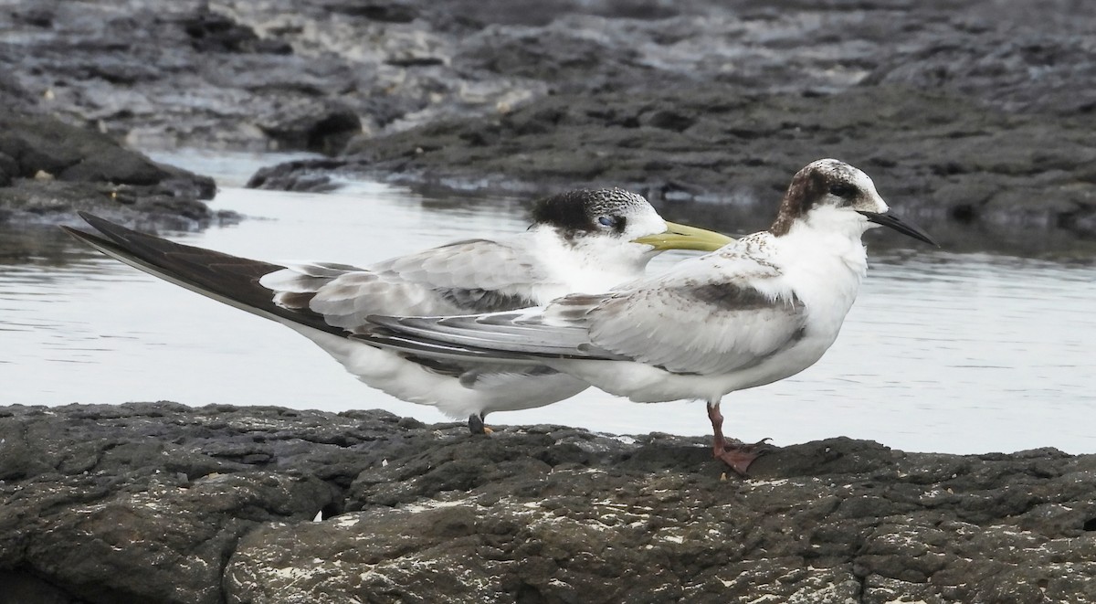 White-fronted Tern - ML620436182