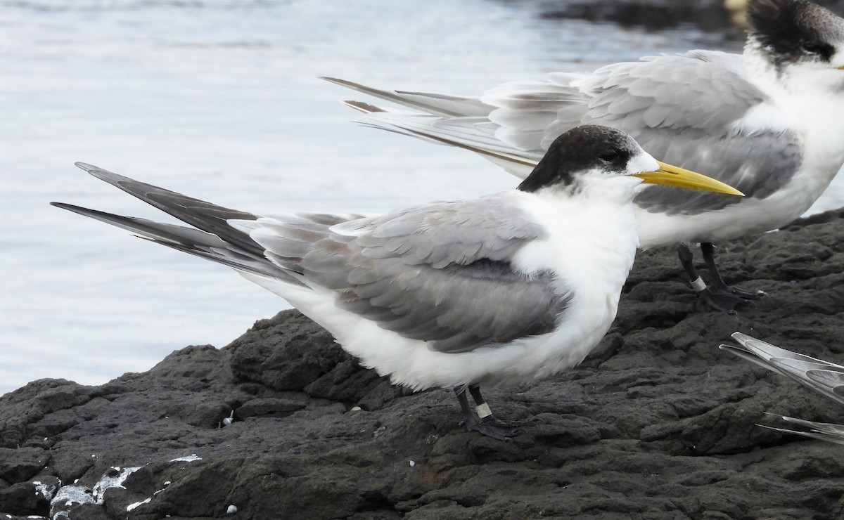 Great Crested Tern - ML620436183