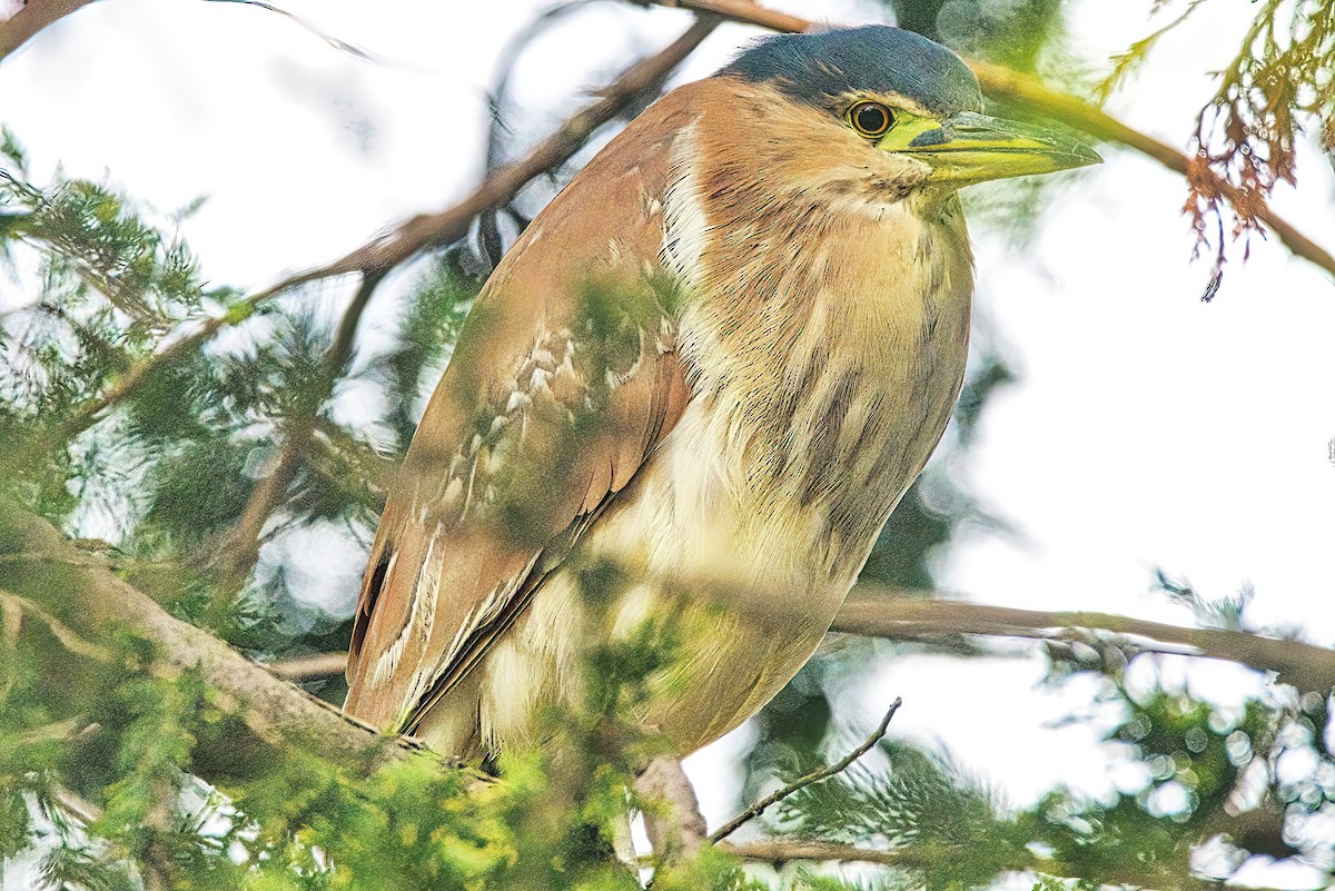 Nankeen Night Heron - ML620436184